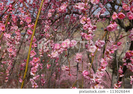 Close-up of the weeping plum tree in the plum orchard at Inabe City Agricultural Park Plum Grove Park, Fujiwara-cho Kanae, Inabe City, Mie Prefecture 113026844