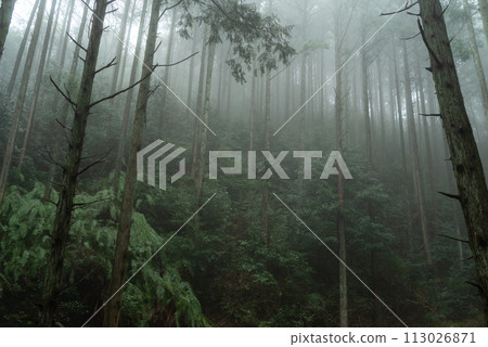 Fog forest Fog forest 113026871