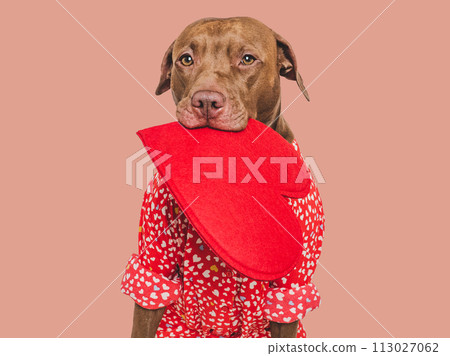 Cute brown puppy and red heart. Beautiful greeting card 113027062