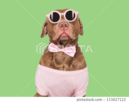 Cute brown puppy and sunglasses. Travel preparation 113027122