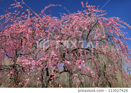 Kanae, Fujiwara-cho, Inabe City, Mie Prefecture, Inabe City Agricultural Park Bairin Park, red and white weeping plum blossoms blooming all over the plum orchard against the blue sky 113027426