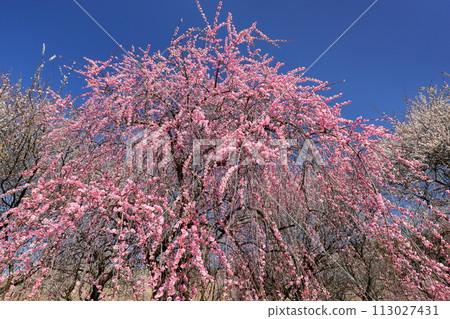 三重縣伊鍋市藤原町香江,伊鍋市農業公園梅林公園,藍天映襯下的梅園裡紅白相間的垂枝梅花盛開 三重縣伊鍋市藤原町香江,伊鍋市農業公園梅林公園,藍天映襯下的梅園裡紅白相間的垂枝梅花盛開 113027431