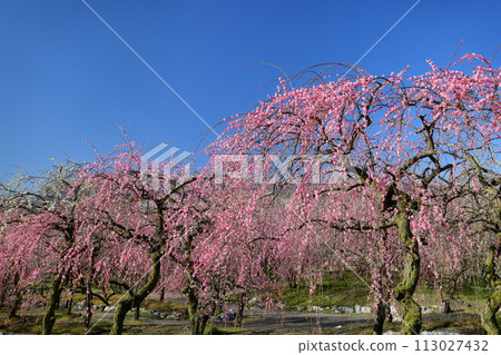 三重縣伊鍋市藤原町香江,伊鍋市農業公園梅林公園,藍天映襯下的梅園裡紅白相間的垂枝梅花盛開 三重縣伊鍋市藤原町香江,伊鍋市農業公園梅林公園,藍天映襯下的梅園裡紅白相間的垂枝梅花盛開 113027432