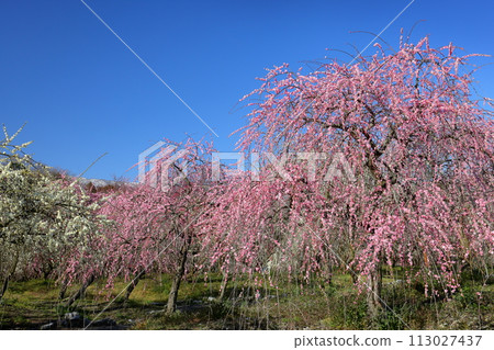 三重縣伊鍋市藤原町香江，伊鍋市農業公園梅林公園，藍天映襯下的梅園裡紅白相間的垂枝梅花盛開 113027437