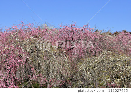 三重縣伊鍋市藤原町香江，伊鍋市農業公園梅林公園，藍天映襯下的梅園裡紅白相間的垂枝梅花盛開 113027455