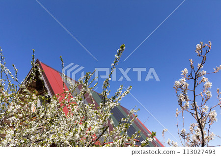 Blossoming plum in the spring against the backdrop of a single-family house on a summer plot. Blossoming plum in the spring against the backdrop of a single-family house on a summer plot. 113027493