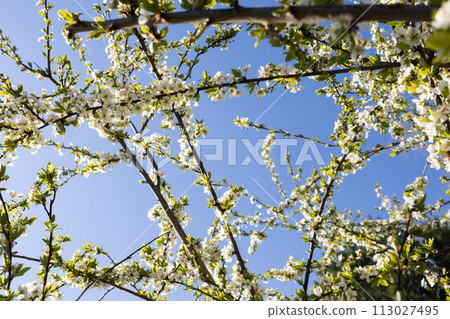The plum tree in the spring is often showered with a million white flowers. The plum tree in the spring is often showered with a million white flowers. 113027495
