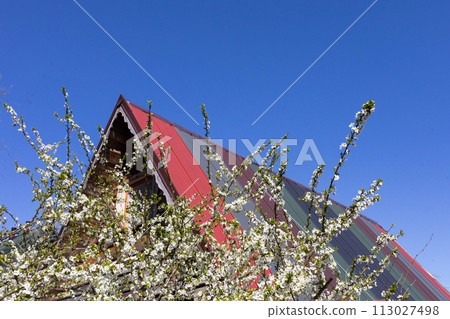 Blossoming plum in the spring against the backdrop of a single-family house on a summer plot. 113027498