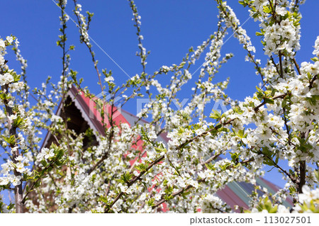 Blossoming plum in the spring against the backdrop of a single-family house on a summer plot. Blossoming plum in the spring against the backdrop of a single-family house on a summer plot. 113027501