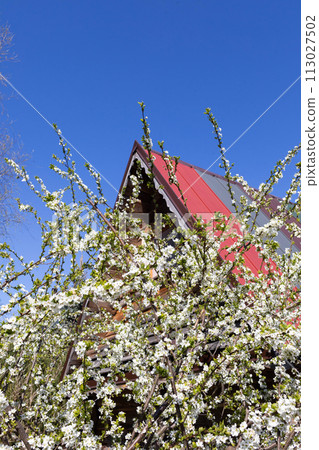 Blossoming plum in the spring against the backdrop of a single-family house on a summer plot. 113027502