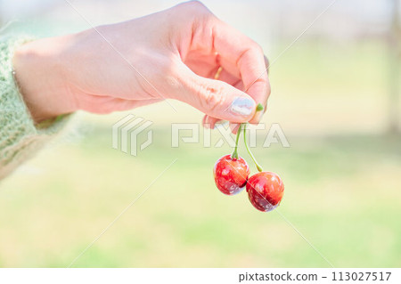 cherry in hand 113027517