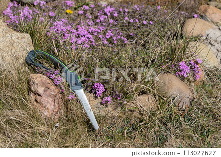 A hand-made saw for cutting branches lies on stones, next to the flowers of a white sailkin grow. Overgrown garden. 113027627