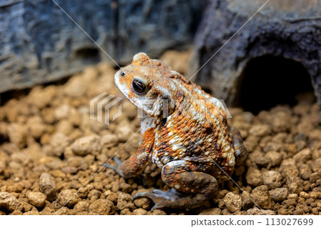 Close up of Miyako toad Close up of Miyako toad 113027699