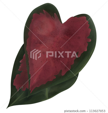 Caladium bicolor in garden like red heart Caladium bicolor in garden like red heart 113027853