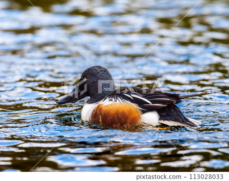 Shoveler swimming in a pond Shoveler swimming in a pond 113028033