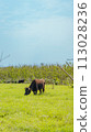 Landscape of Taketomi Island Water buffalo on the island 113028236