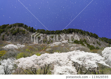 Folding wind, cherry blossoms, blizzard Folding wind, cherry blossoms, blizzard 113028593