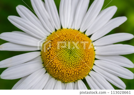 Daisy flower. Fields of daisies with white and yellow petals. Spring and flowering time. Wild daisy flowers growing on meadow. Meadow with lots of white and pink spring daisy flowers. Panoramic spring 113028661