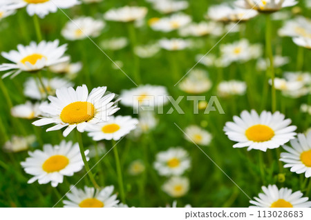 Daisy flower. Fields of daisies with white and yellow petals. Spring and flowering time. Wild daisy flowers growing on meadow. Meadow with lots of white and pink spring daisy flowers. Panoramic spring Daisy flower. Fields of daisies with white and yellow petals. Spring and flowering time. Wild daisy flowers growing on meadow. Meadow with lots of white and pink spring daisy flowers. Panoramic spring 113028683