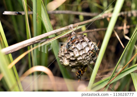 Wasp on an aspen forest in nature in summer. Close-up Wasp on an aspen forest in nature in summer. Close-up 113028777