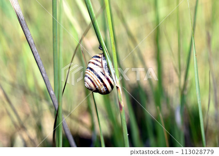Grape snail with striped shell. 113028779