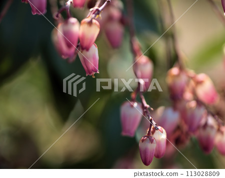 Red horse chestnut flower blooming in March 113028809
