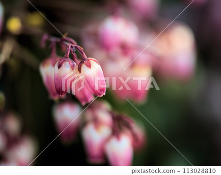 Red horse chestnut flower blooming in March 113028810