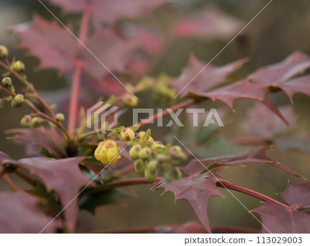 Hiraginanten blooming in March 113029003