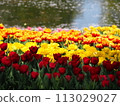 池塘邊盛開的鬱金香 113029027