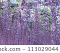 盛開的紫藤花 113029044