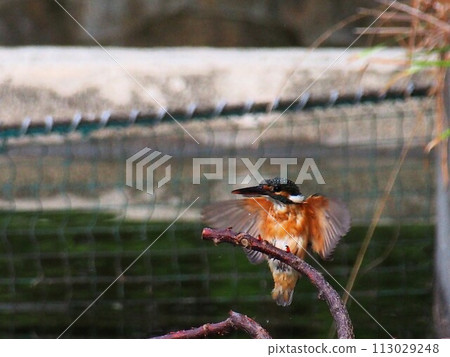 Kingfisher 113029248