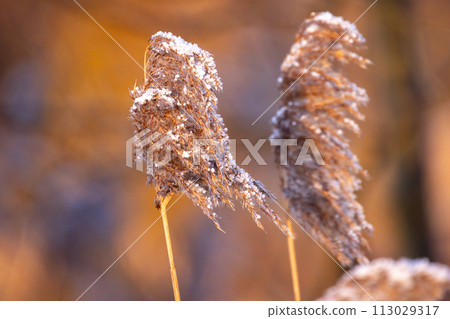 Frost-Dusted Reed Plumes in Winter Light 113029317
