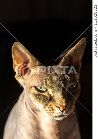 Contemplative Don Sphynx Cat in Dramatic Lighting Contemplative Don Sphynx Cat in Dramatic Lighting 113029322