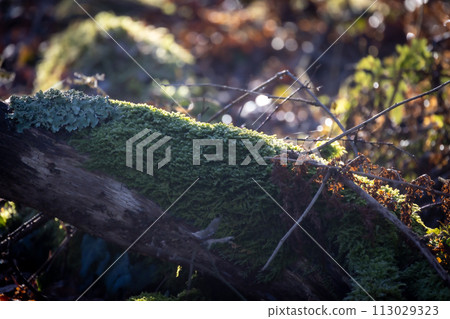 Sunlit Moss-Covered Log in Forest Sunlit Moss-Covered Log in Forest 113029323