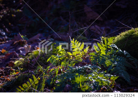 Sunlight Filtering Through Forest Ferns 113029324