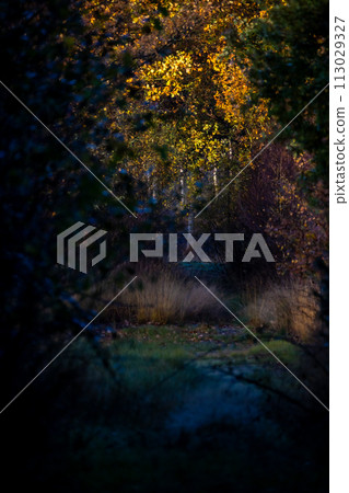 Enchanted Autumnal Trail in Dusky Woodland 113029327