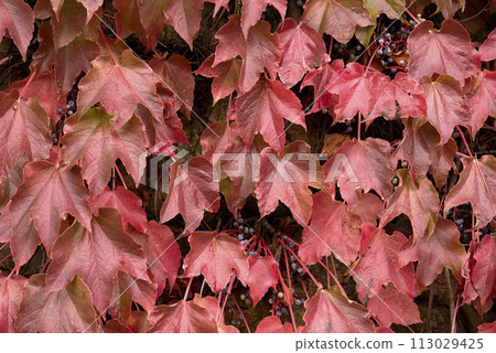 Cluster of ivy leaves and fruits in autumn Cluster of ivy leaves and fruits in autumn 113029425