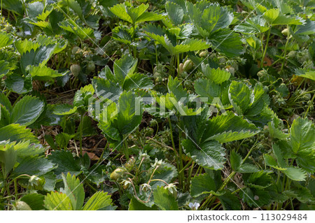 Plants of strawberry on the garden beds. Plants of strawberry on the garden beds. 113029484