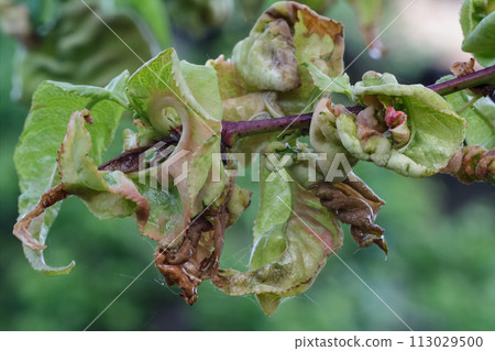 Branch of a peach tree with leaf curl caused by a fungus. Branch of a peach tree with leaf curl caused by a fungus. 113029500