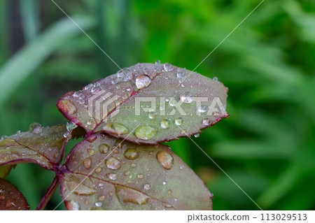 Rose leaves with water drops in the garden. Rose leaves with water drops in the garden. 113029513