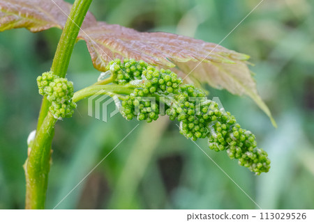 Blooming young wine grapes in vineyard in the spring time. 113029526