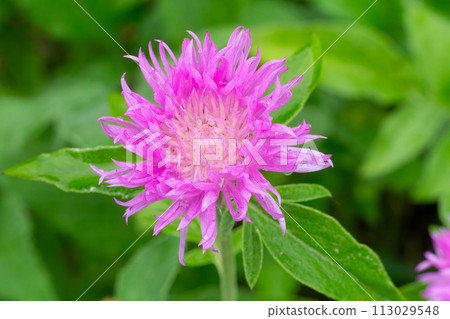 Wig knapweed or Centaurea phrygia. 113029548