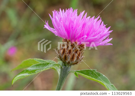 Centaurea phrygia in the meadow. 113029563