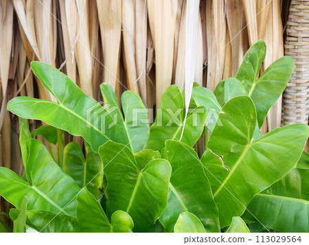 Nipa Palm's leaves are brown and dry. Stacked on the wall decorated with green leaves Can be used as a background image 113029564