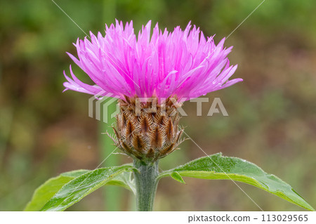 Centaurea phrygia in the meadow. 113029565