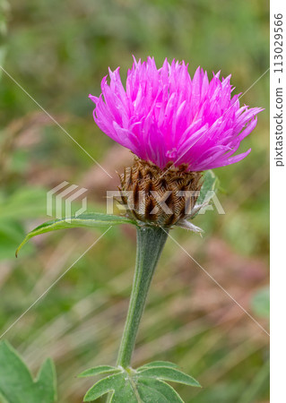 Wig knapweed or Centaurea phrygia. 113029566