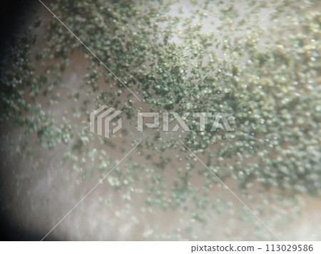 Blue mold spores growing on food Blue mold spores growing on food 113029586