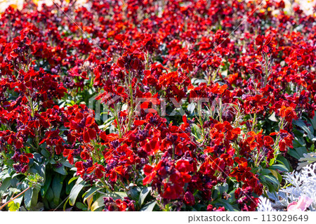 陽光下的緋紅色花朵 陽光下的緋紅色花朵 113029649