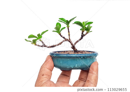 Small Ixora in ceramic pot In process bonsai 113029655