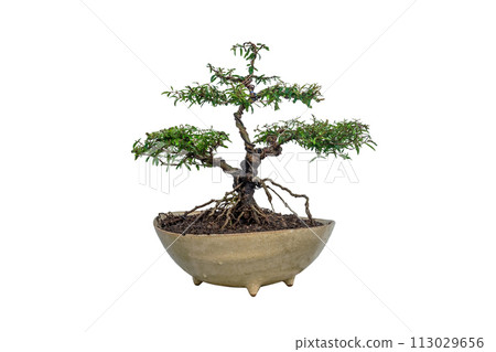 Unripe Pomegranate.Pomegranate tree in ceramic pot. Unripe Pomegranate.Pomegranate tree in ceramic pot. 113029656